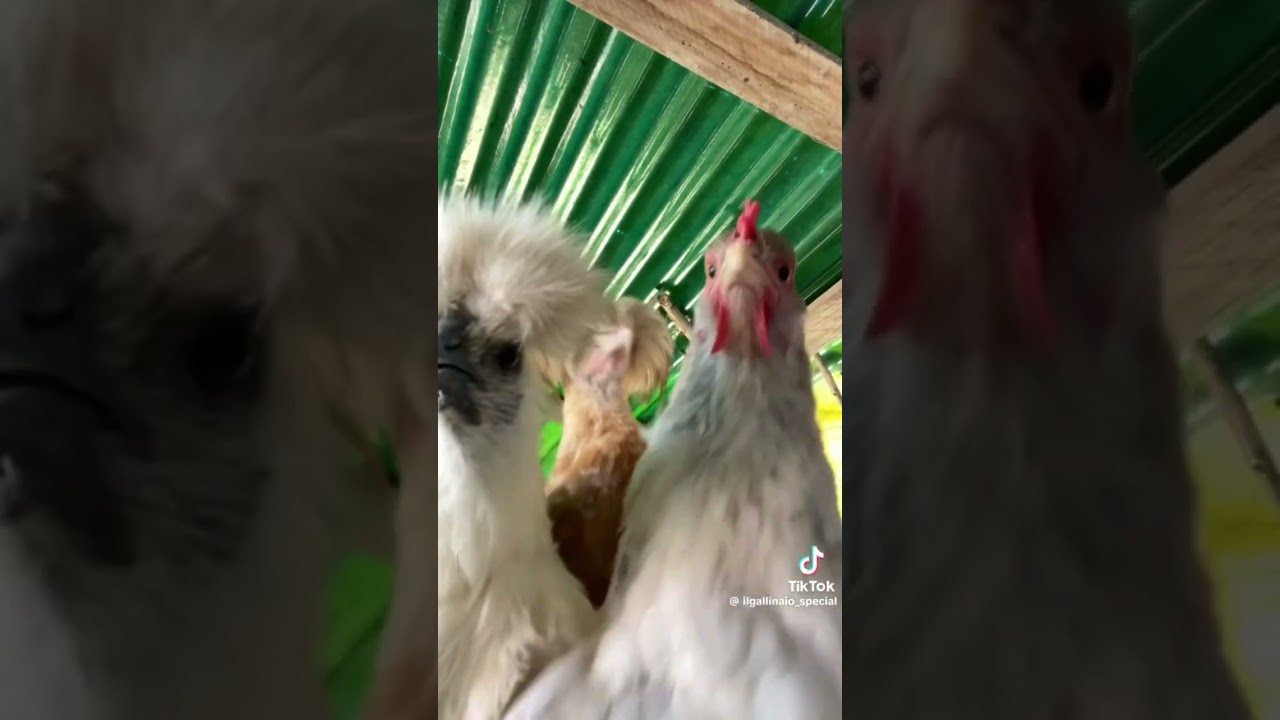 Dancing Chickens 🐓 😂