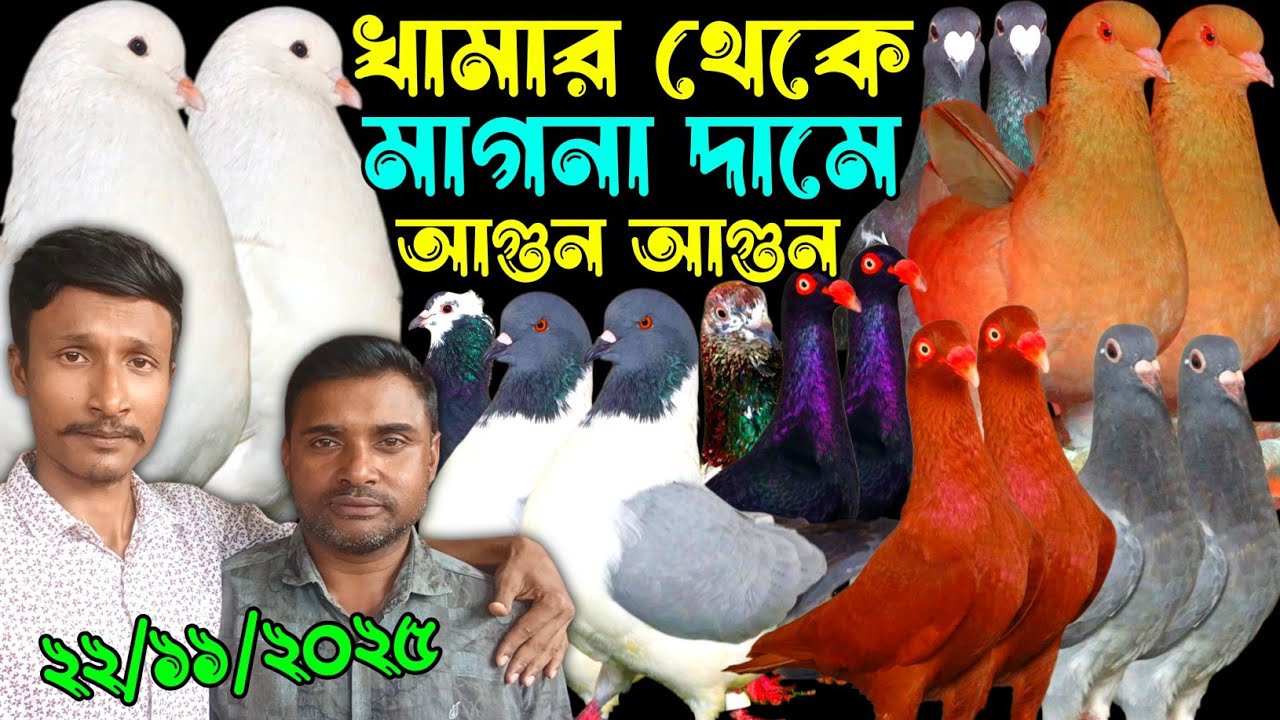 খামার থেকে মাগনা দামে আগুন আগুন পানির দামে শীতের গরম অফার কম দামে বিক্রি হবে কবুতর Pets 99 vlogs