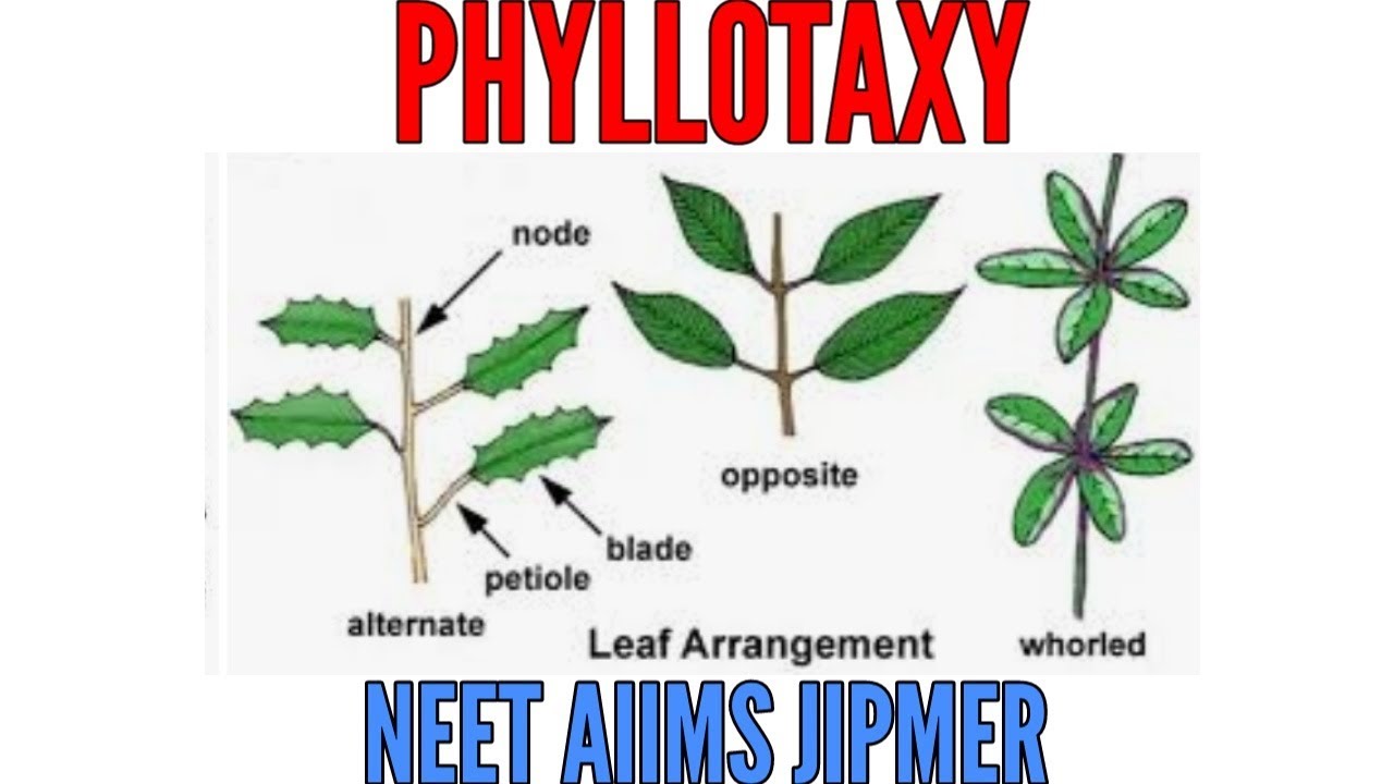 Phyllotaxy with small tricks for NEET AIIMS JIPMER