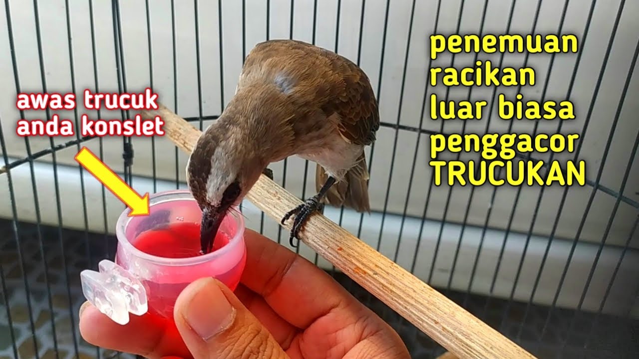 RAMUAN RAJA GILA Bikin Trucukan Gacor Non Stop Sepanjang Hari‼️