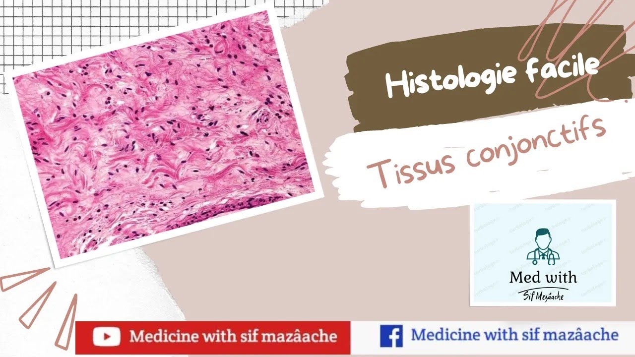 3/ Les Tissus conjonctifs | Histologie 1ère MED