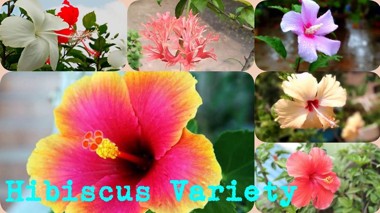 10 Different Types of Hibiscus Flowering in My Garden in Rainy Season || Most Beautiful Collection