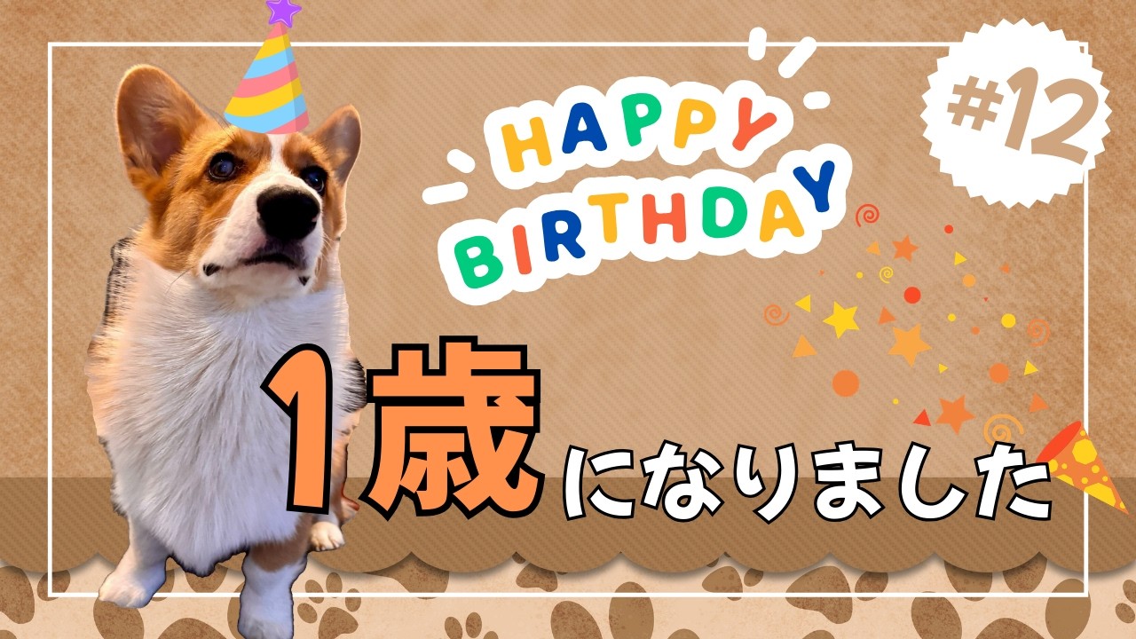 【お誕生日】1歳を迎えました！【コーギー】