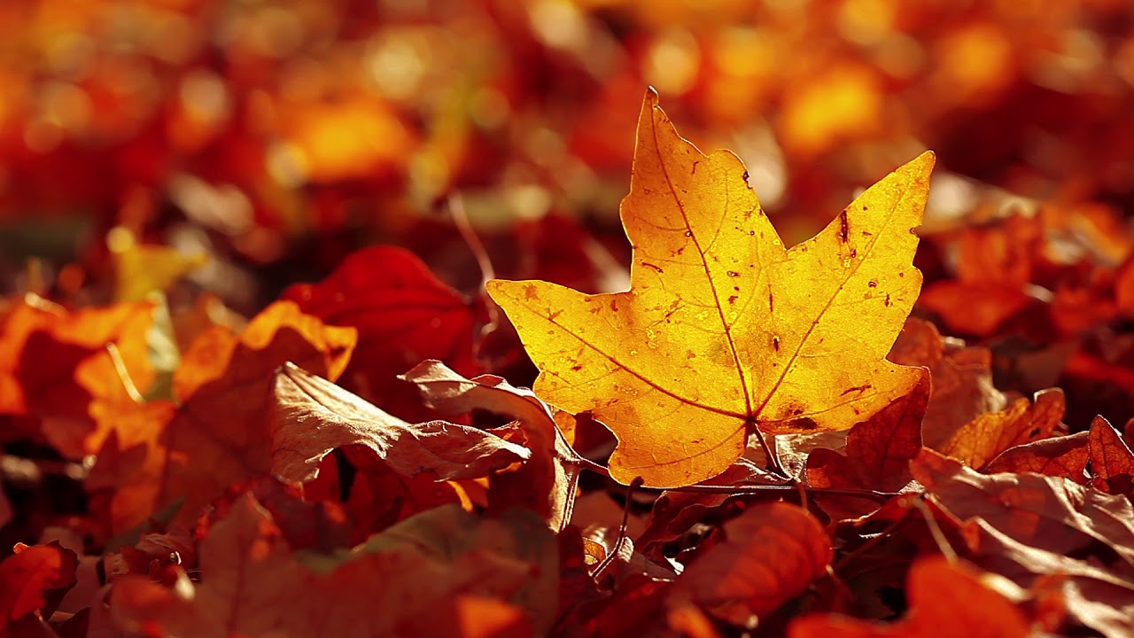 Behzad Mirkhani | Last Leaf | Cinema Paradiso