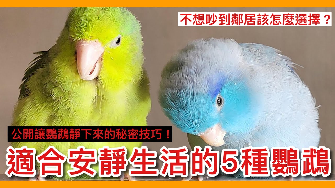 激推！最適合「安靜生活」的5種寵物鳥總整理！公開讓鳥寶穩定情緒的關鍵因素？【鸚鵡小木屋】【新手鳥知識】Introduction to the quiet parrot