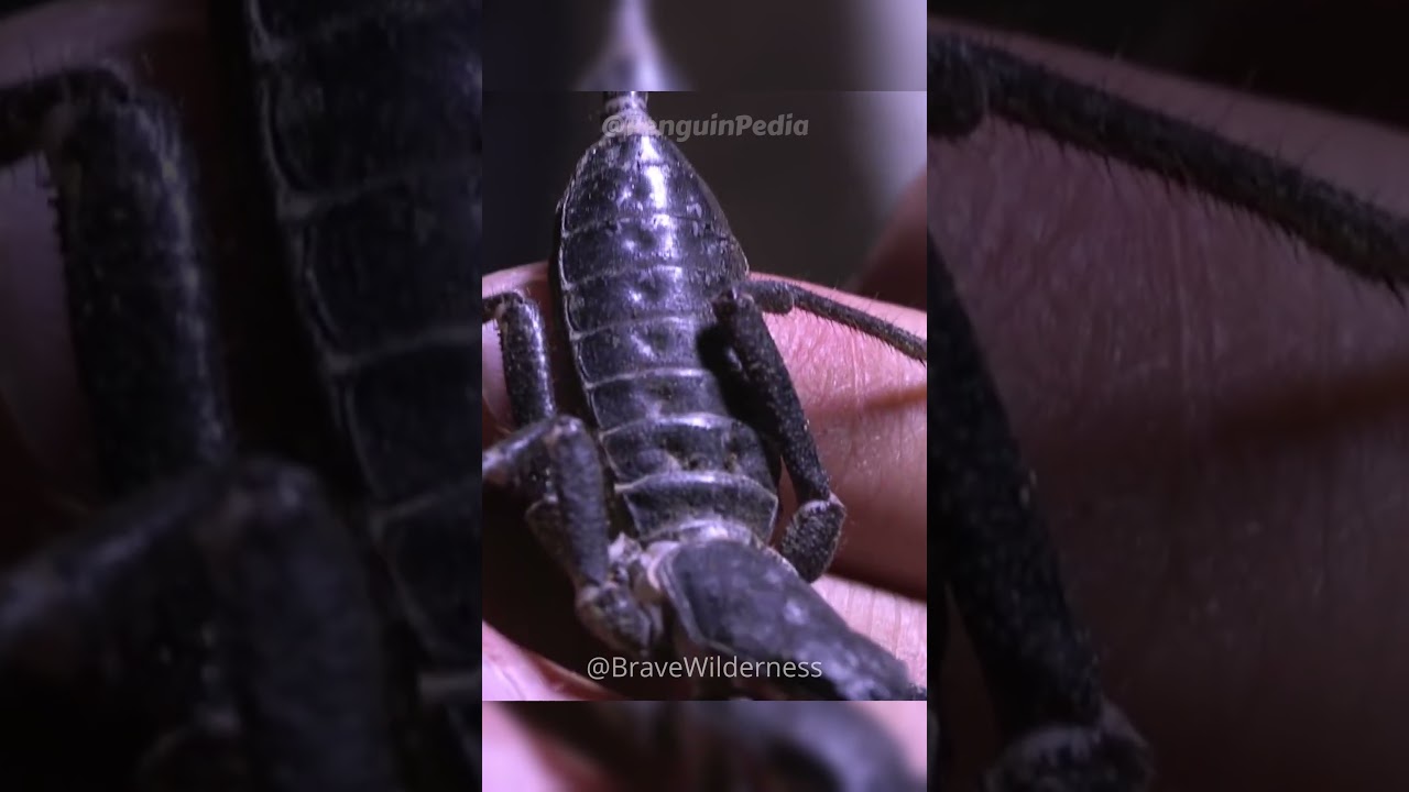 Vinegaroons are AWESOME! 🤩🤩