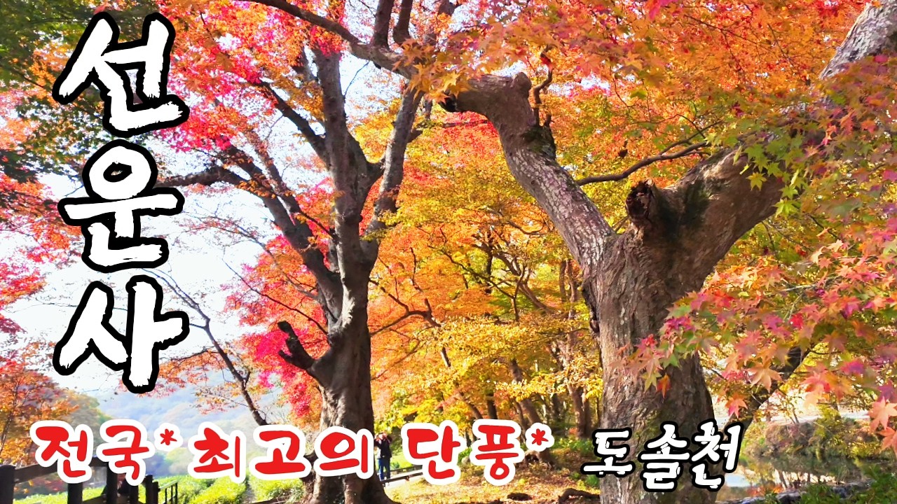 🍁 선운사 절정의 단풍과 운무 🍂가을 풍경 여행/ 매빅4프로 · 아바타2 · 포켓3