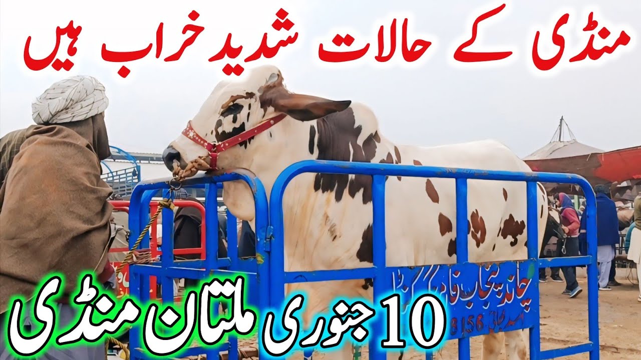 Today Multan Cow Mandi Fresh Latest Update | Cholistani Ablak Sahiwal Bachre & Cows | Cow Mandi 2025