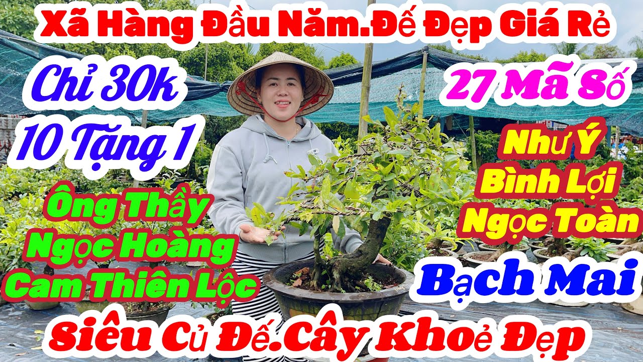 🌼27/2☎️0966 200 503👉Gặp Ngọc🌲Mai Vàng Giá Rẻ🌲Xã 30k Nhiều Giống Đế Đẹp Bo Nhiều🌲27 Mã Số Cực Kì Rẻ 