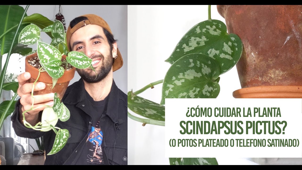 &iquest;C&oacute;mo cuidar la planta Scindapsus pictus (o potos satinado o telefono plateado)? Sus cuidados!
