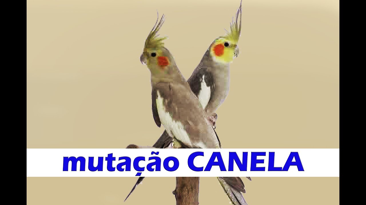 Venha conhecer mais de perto a mutação CANELA