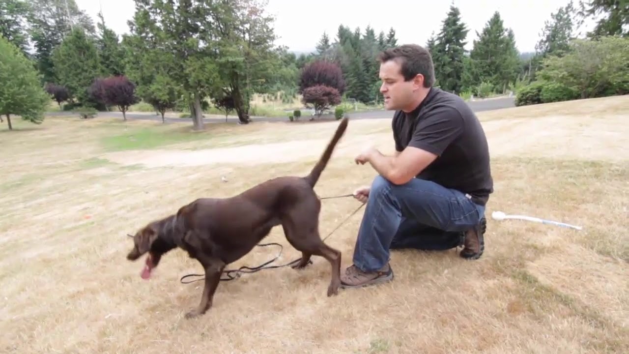 Stop Dog Barking w/ The Ignore It Command