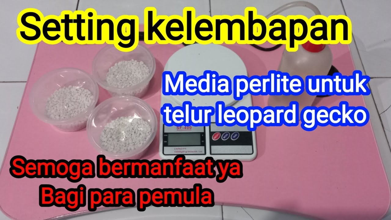 KUPAS TUNTAS SETTING MEDIA PERLITE TELUR GECKO UNTUK PEMULA