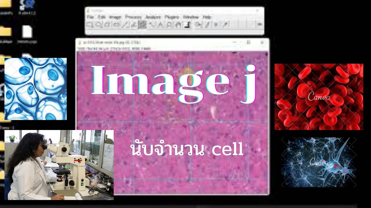 การนับเซลล์ด้วย image j (How to count cells with image j) 4#