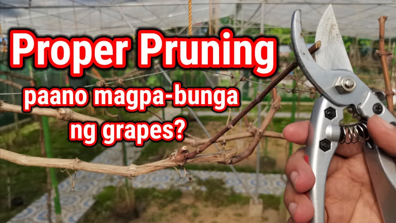 Pruning Grapes | How to prune grapes vine | Spur Pruning | Paano magpabunga ng grapes