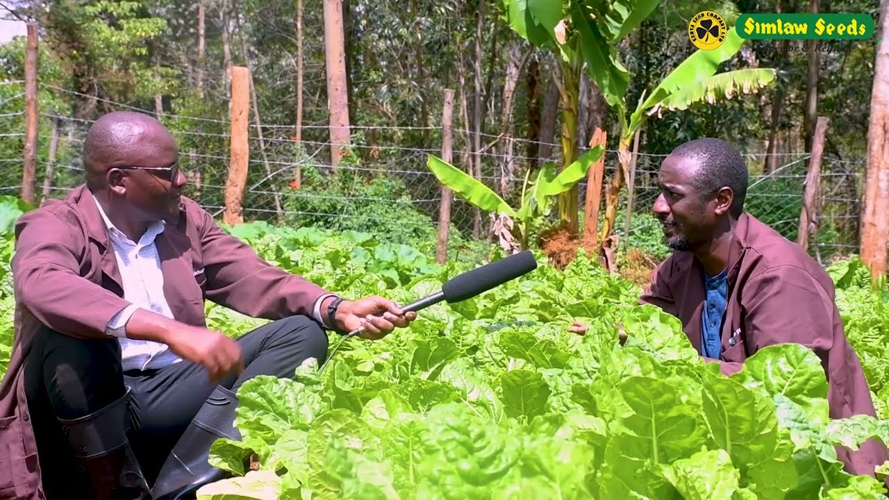 Spinach production Ep03//Wendy farm