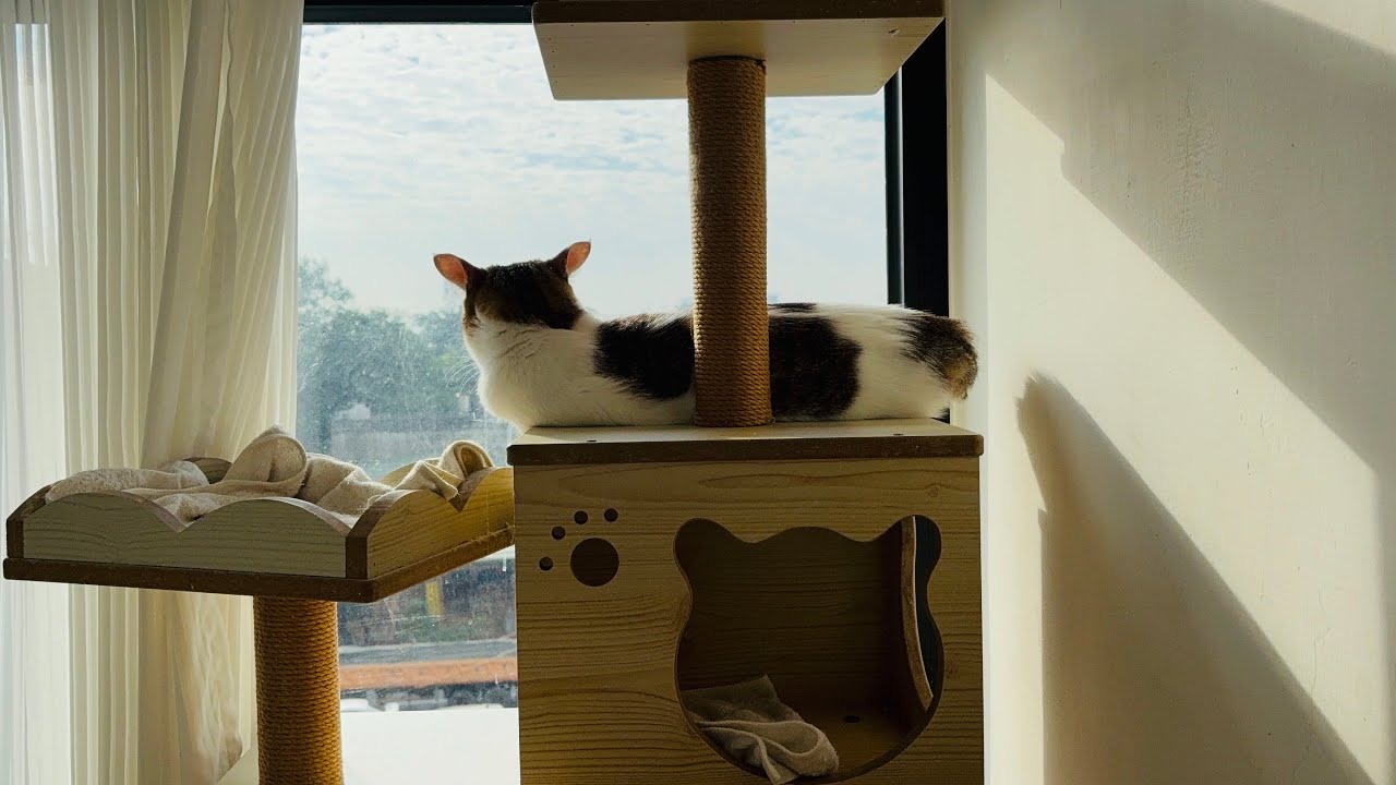CATS VLOG｜期許2025是美好的一年🎍