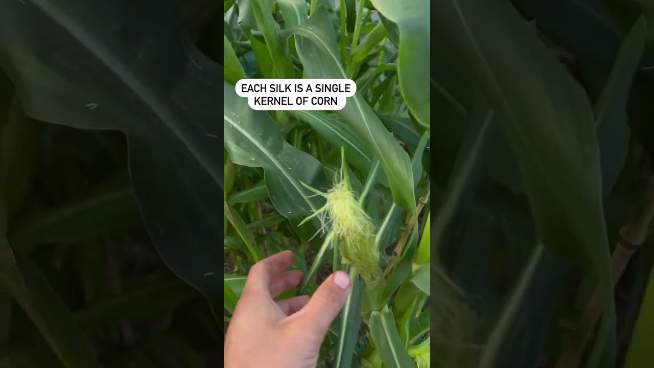 How to Grow More Than One Corn Variety!