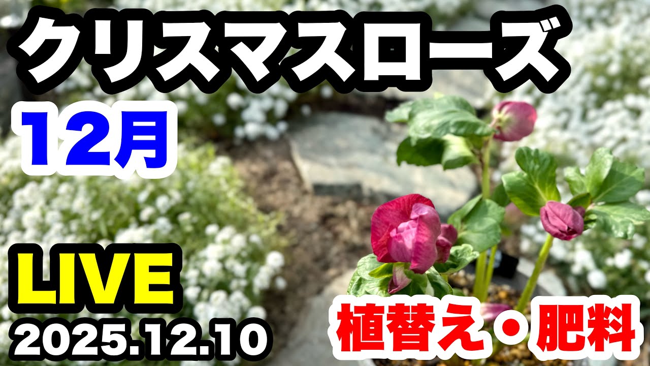 ◆【クリスマスローズ】12月の管理！大事な季節🌱