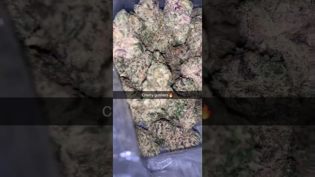 Cherry gushers strain 🔥