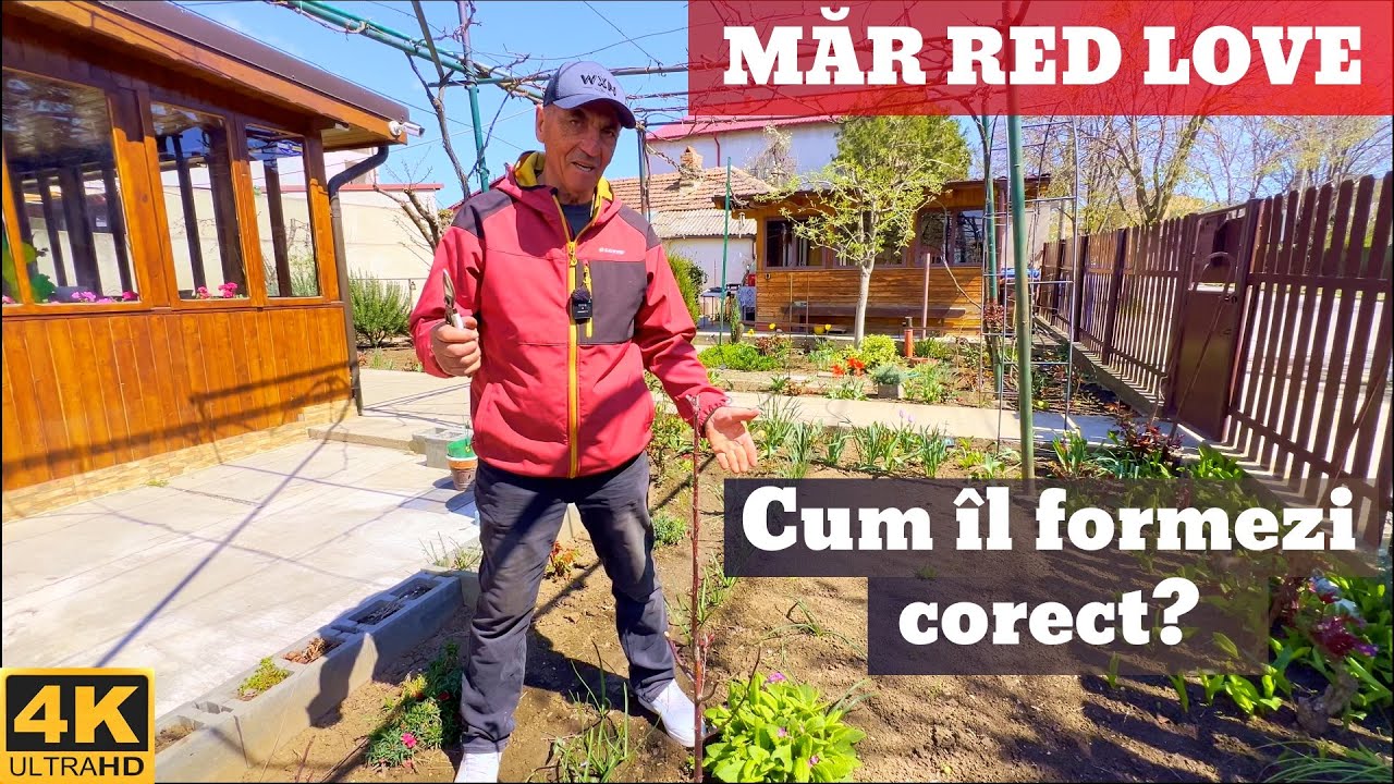 ✂️ Cięcie na osi środkowej jabłoni Red Love - po pierwszym pełnym roku wegetacji 🍎🌳