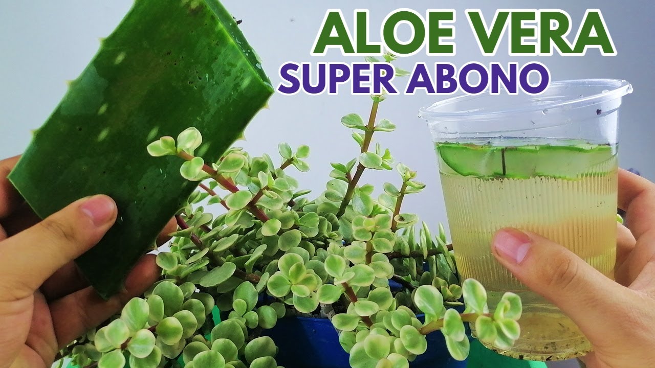 abono de aloe vera CHUYITO JARDINERO