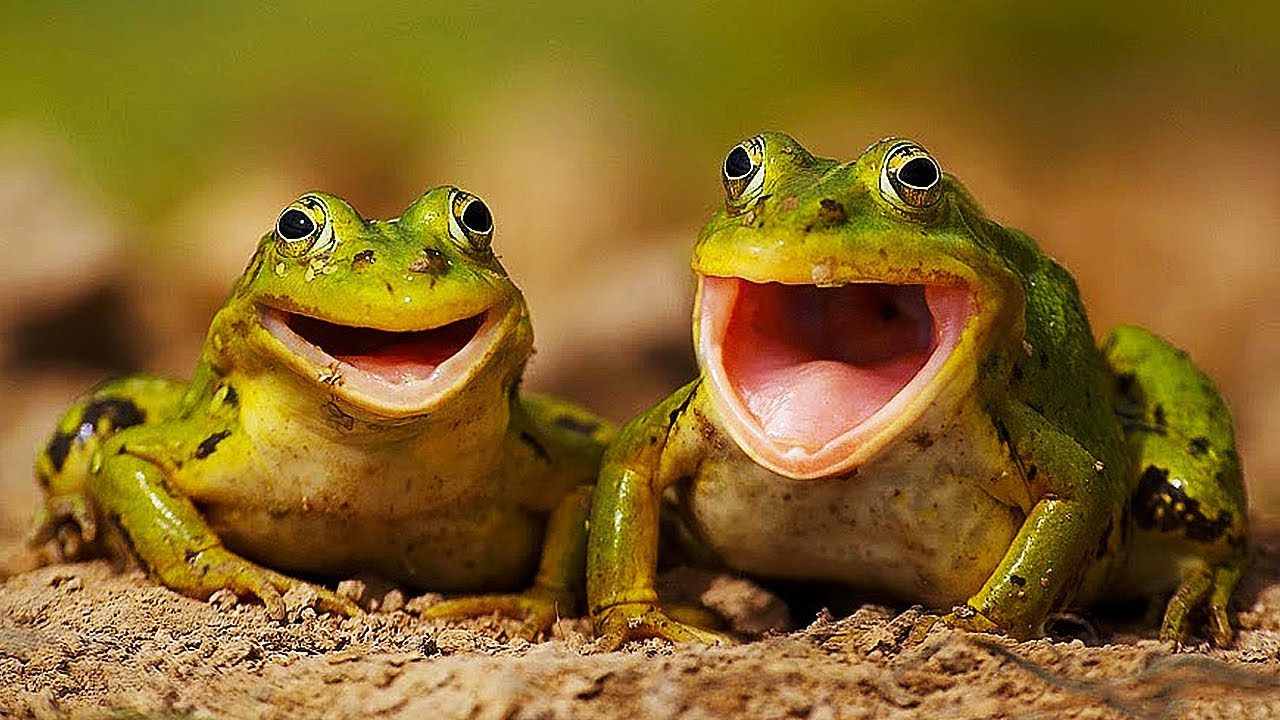 Sestříh zvířat, které vydávají NAPROSTO PODIVNÉ ZVUKY!