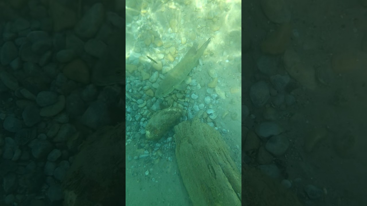 Underwater footage of a spawning Smallmouth Bass #shorts #fishing #bass #smallie #thiswas4yearsago
