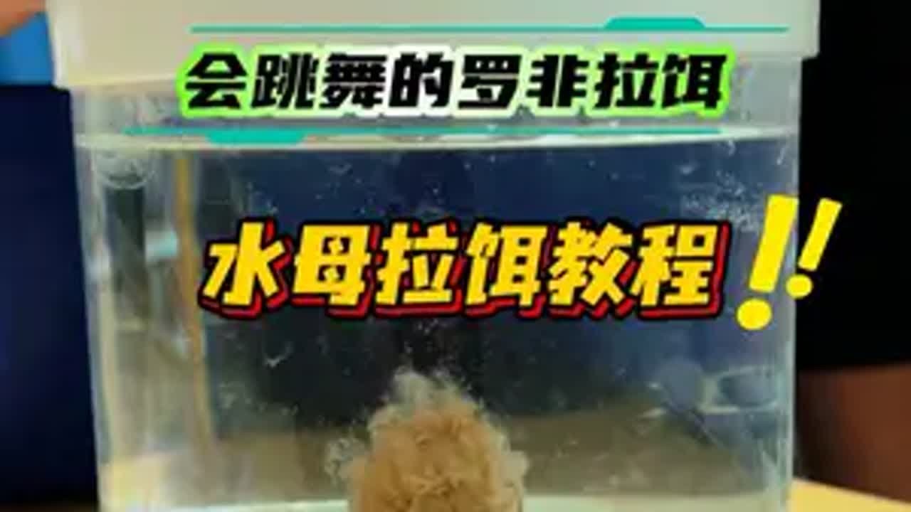 罗非拉饵开饵教程拉饵 开饵技巧 水母粉开饵 水母粉开罗非冻饵