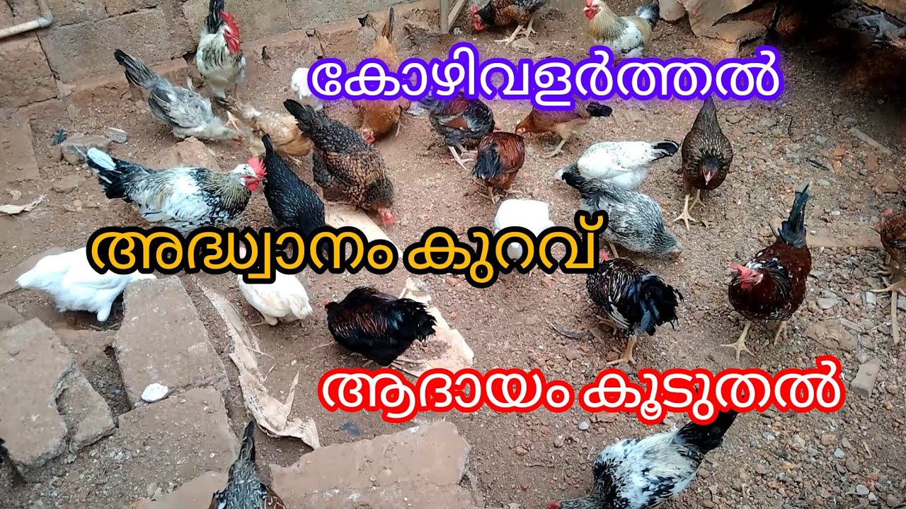 തനി നാടൻ കോഴി വളർത്തൽ. #vairal vedio #HAMDAN Vlogs