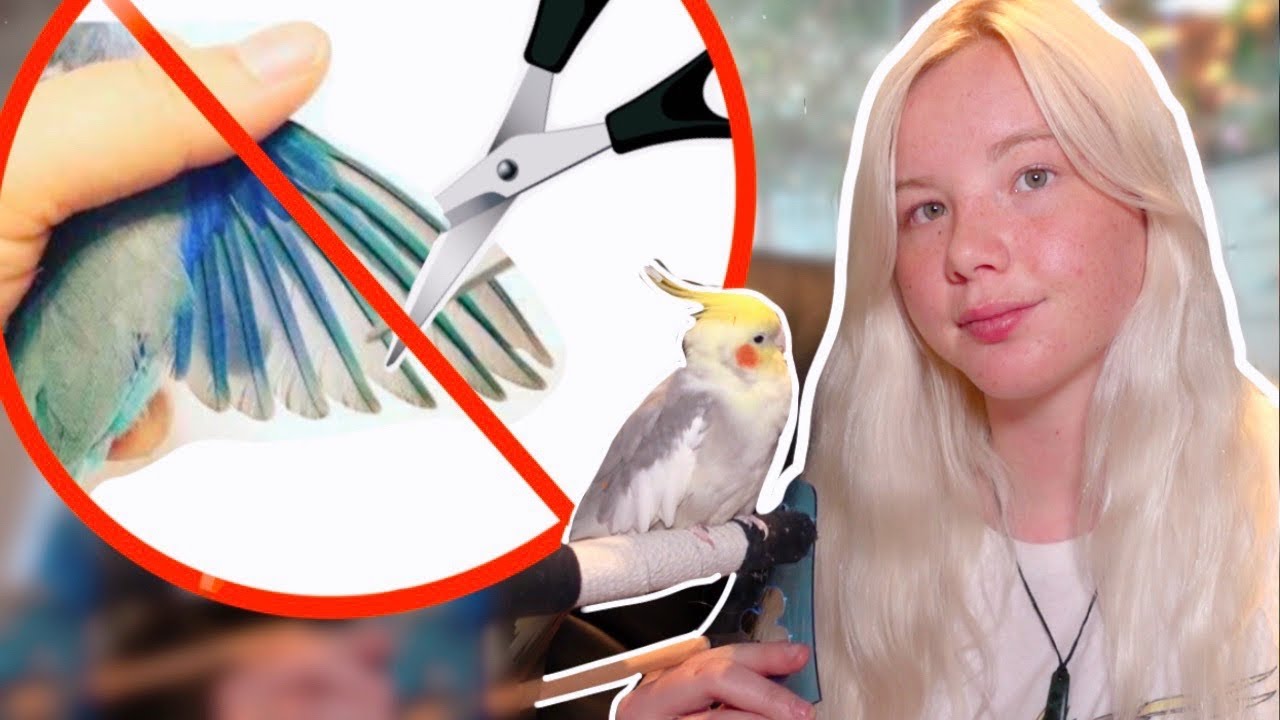 Why I’m Against Wing Clipping in Parrots