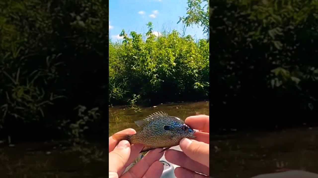 Missouri most beautiful fish. the long ear sunfish