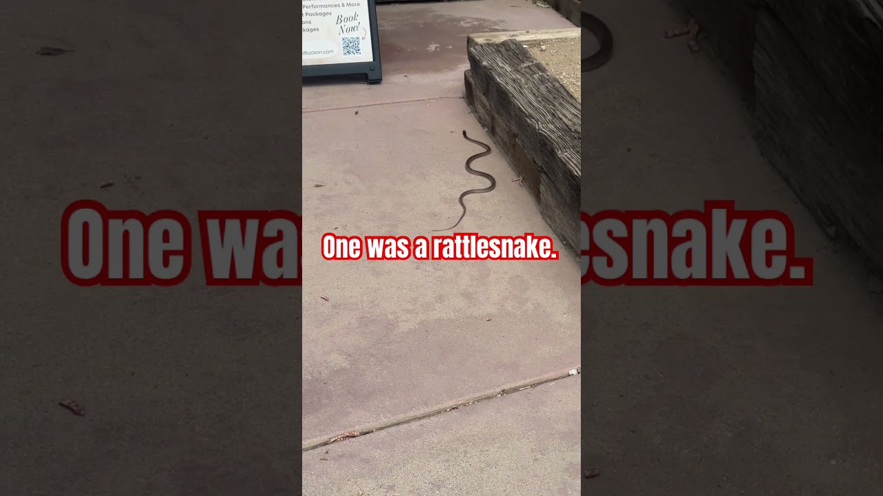 Snake Day at a Movie Sst