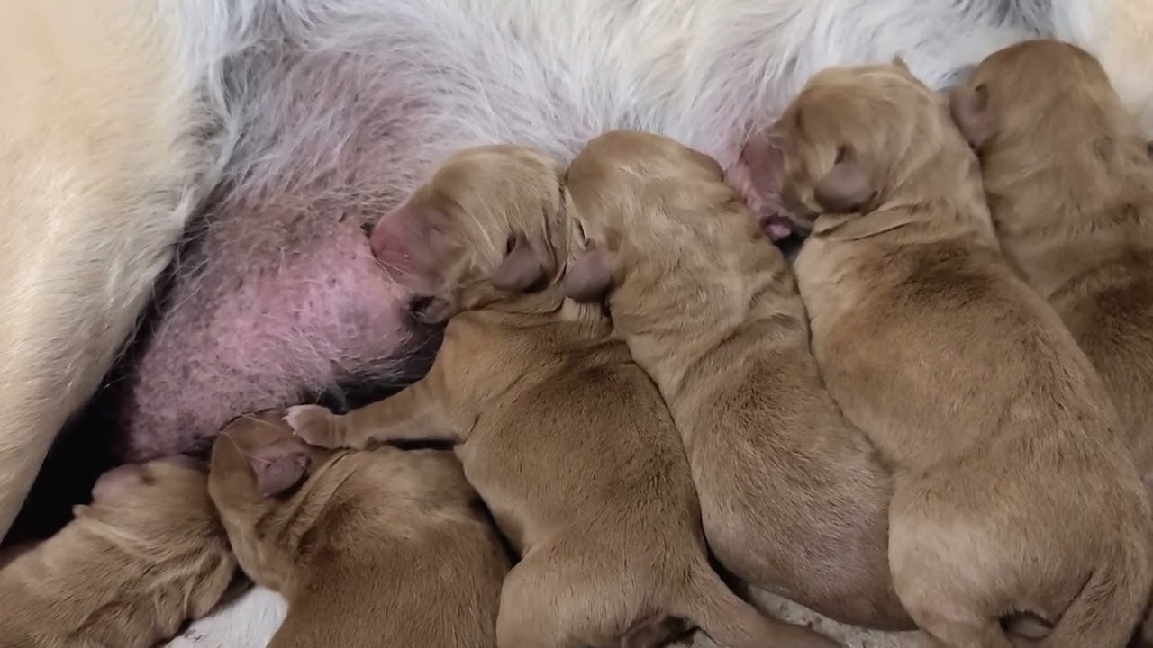 Cutest Hungry Newborn Puppies Suckling And Nursing Mom's Milk Nonstop | Cute Baby Puppies Video