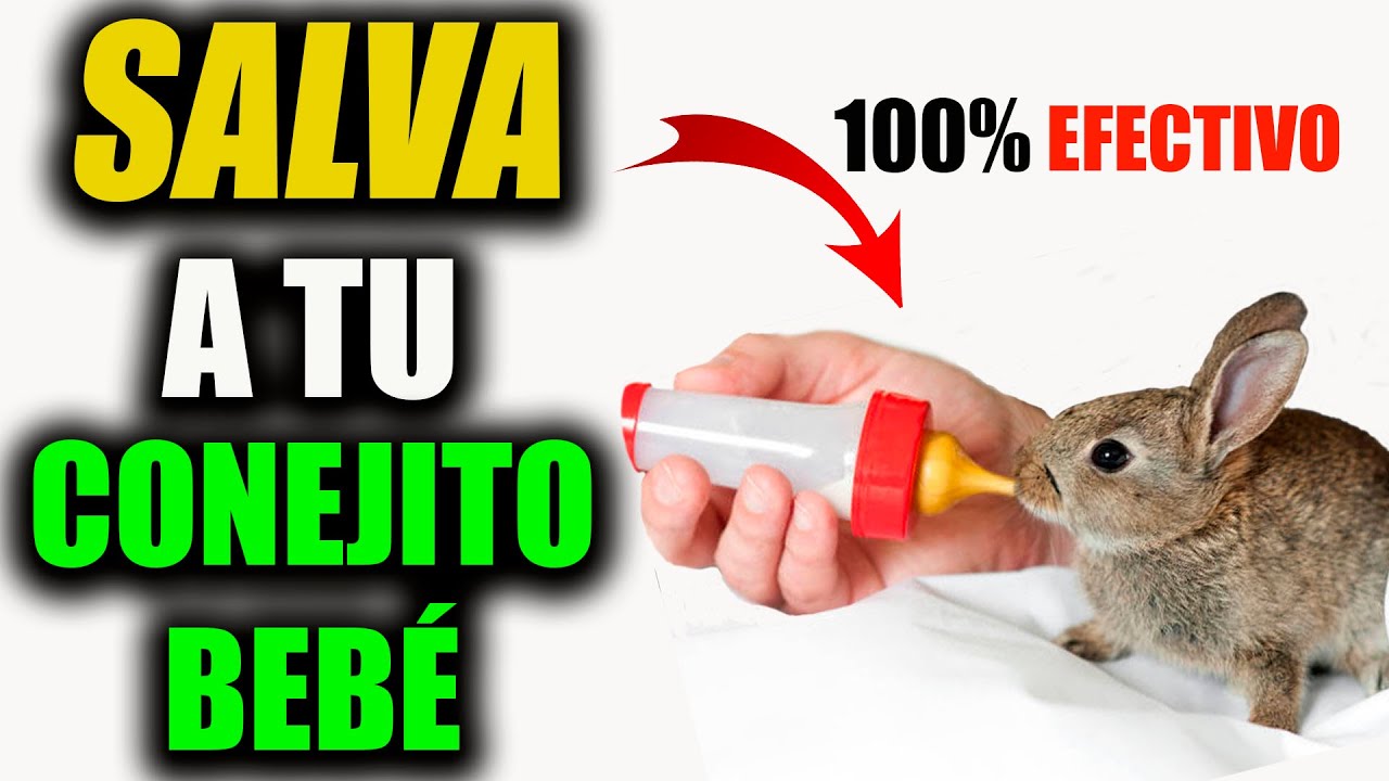 ✅C&oacute;mo CUIDAR un conejo BEB&Eacute; HUERFANO:😱 Gu&iacute;a Completa Para `CRIAR a tu MASCOTA sin su MADRE💥