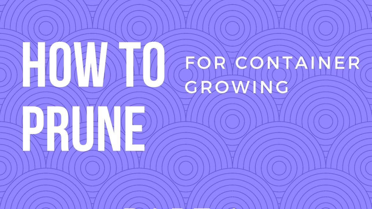 Pruning Peppers, Cucumbers, Eggplant, and Indeterminate Tomatoes