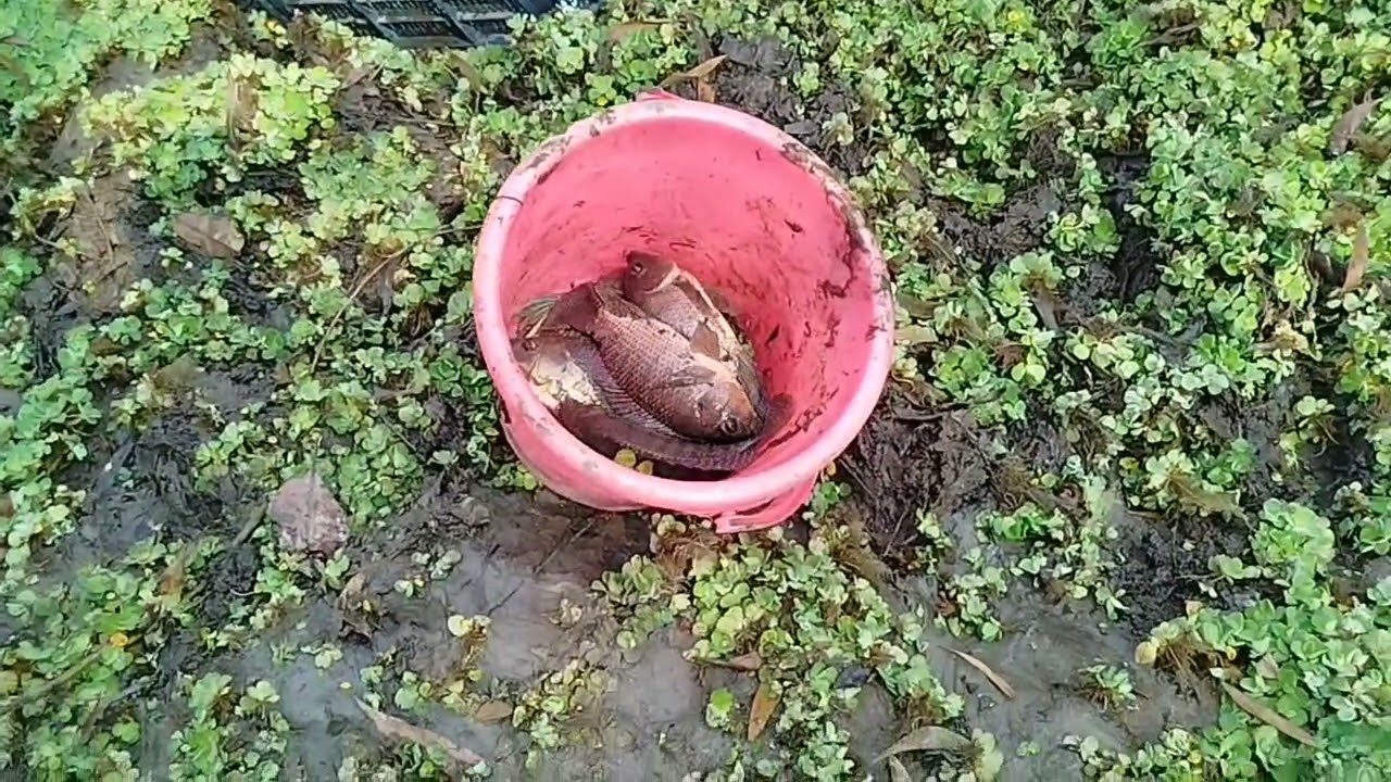 মাশাআল্লাহ মাছ আর মাছ।মাছ ধরার কাজ চলমান #viralreelschallenge #gardening #Mixed