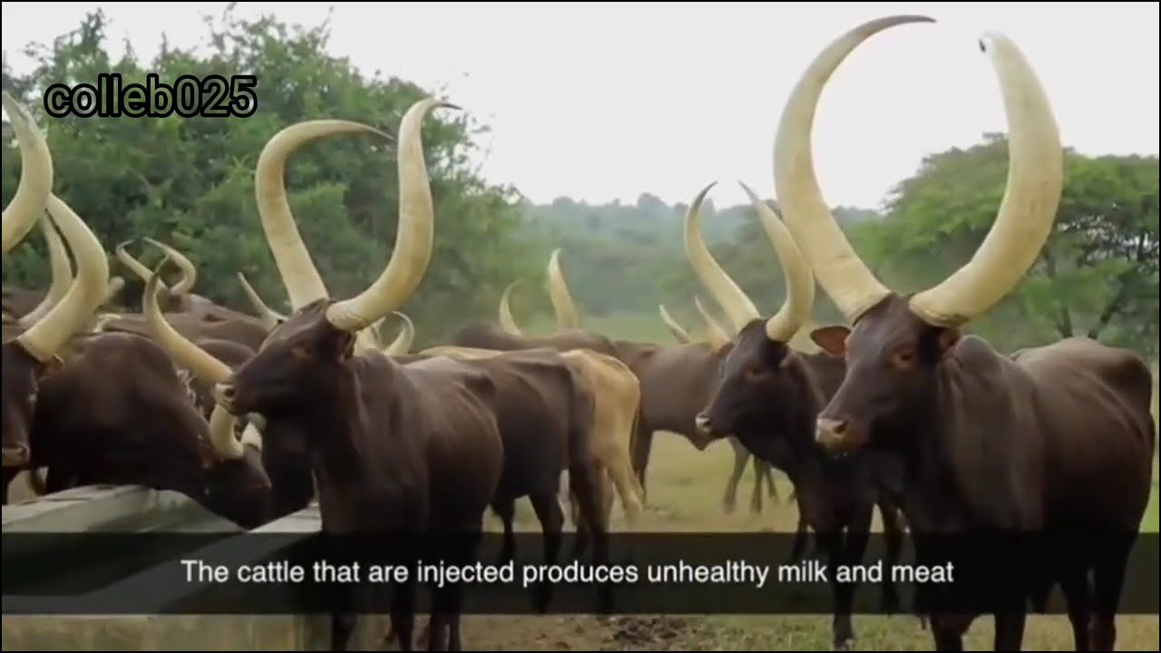 Rwanshoti ' okugambe ente ( cow rapping)  4k HD