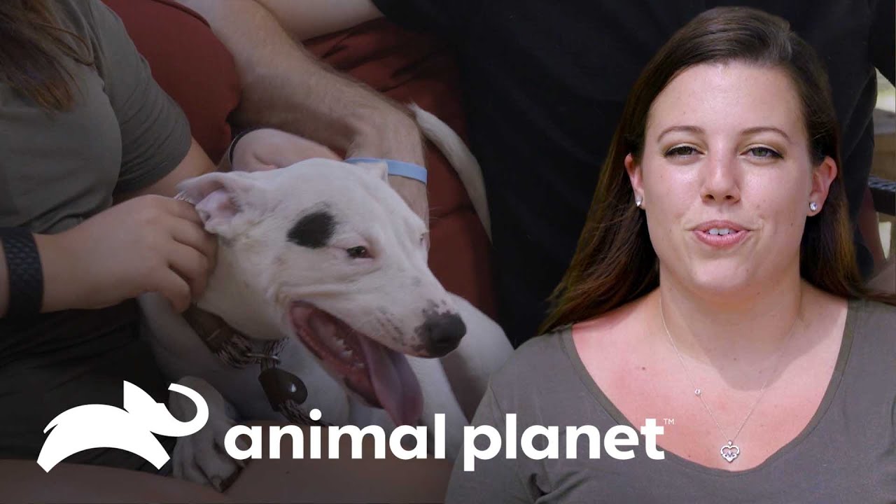 Adopción de mascotas en espacios reducidos | Pit bulls y convictos | Animal Planet