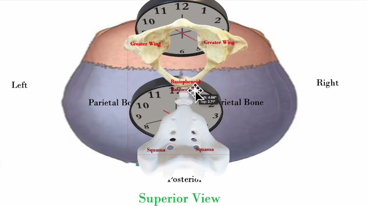 Cranial Animation Torsion