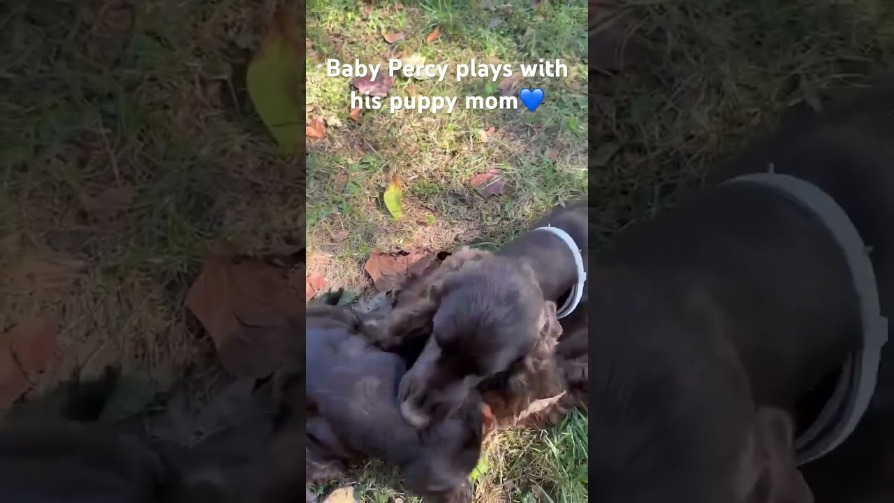 Baby Percy plays with puppy mom💙 #shorts #puppy #dog #cute #funny #pets #doglover #cockerspaniel