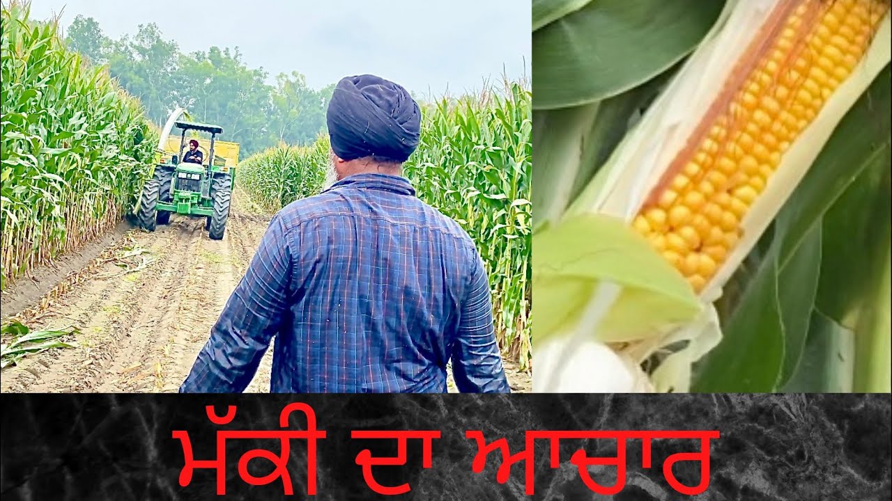 MAIZE SILAGE | AULAKH DAIRY FARM | PUNJAB | BATHINDA | RAMPURA PHUL