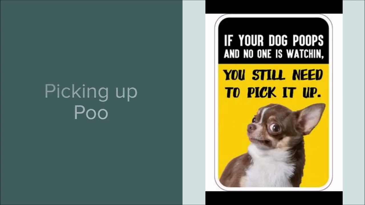 2023 Process Safety   Dog Safety video 19
