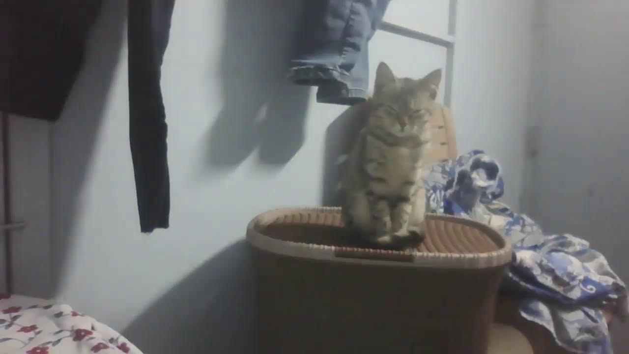 mittu in room