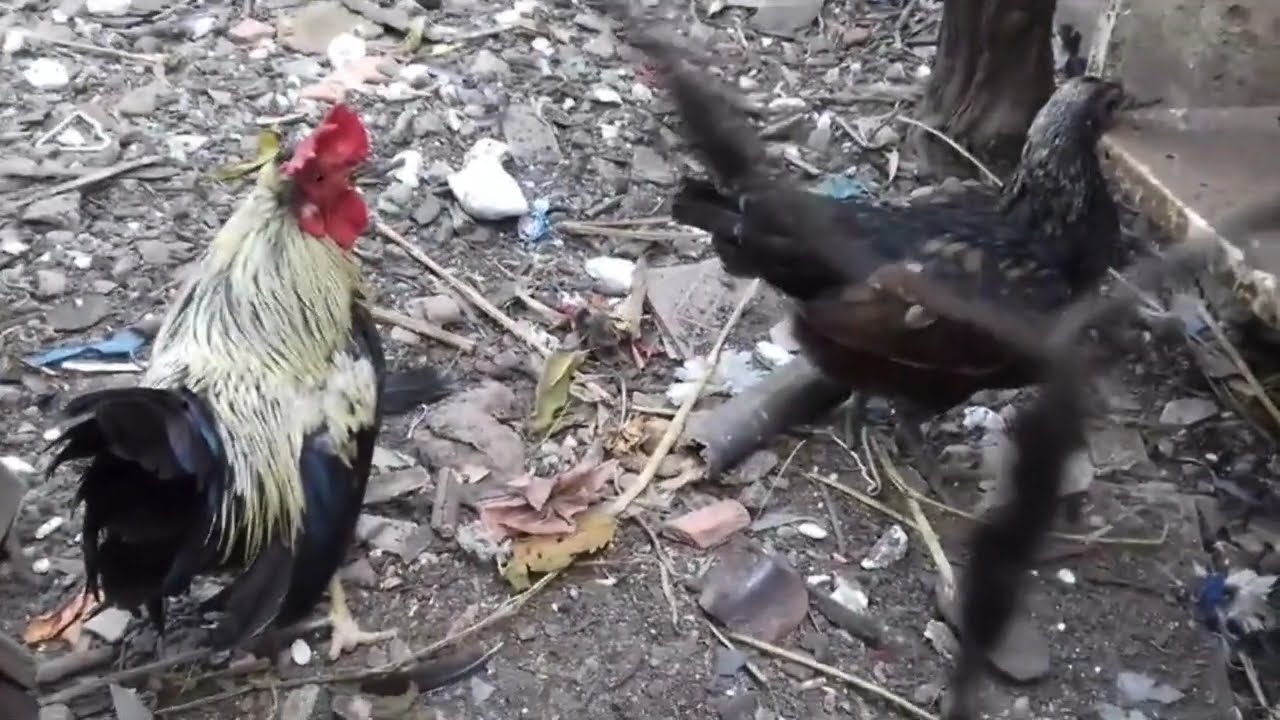 Um Momento Com As Minhas Galinhas No Galinheiro - 【Criação De Galinhas】