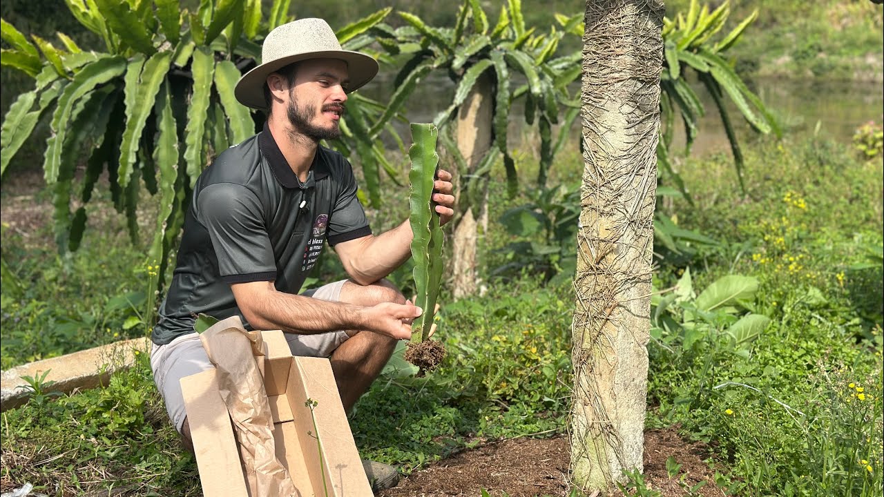 Plantando mudas de pitaya  , técnica para  produzir rápido 