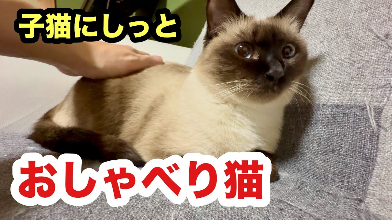 子猫に嫉妬しておしゃべり猫になってしまった甘えんぼ女子