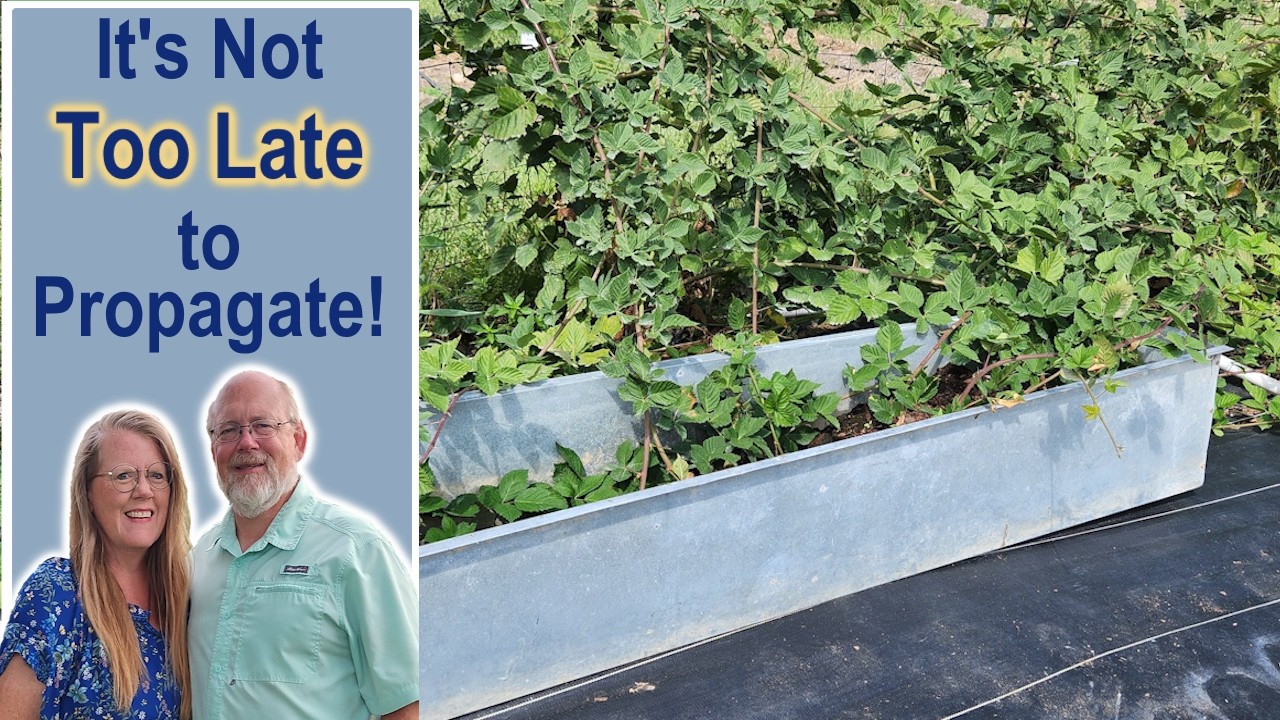 It's Not Too Late to Propagate ||  Use What You Have  ||  We're ALWAYS Experimenting
