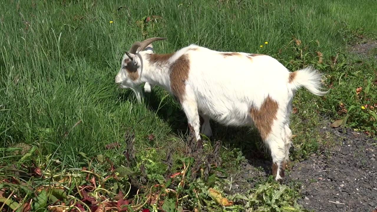 Goats Farm Highlands Of Scotland