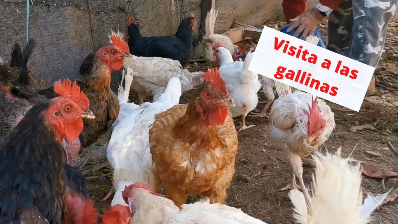 El Huerto del Abuelo - Capítulo 74: Visita a las gallinas